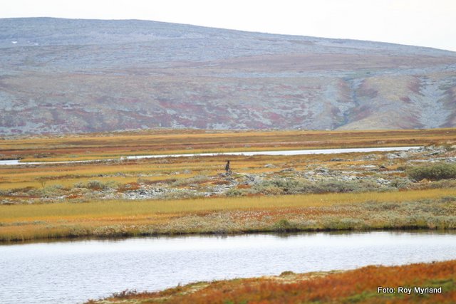 Åsdalstjørna Ringebufjellet ørretvann foto roy myrland