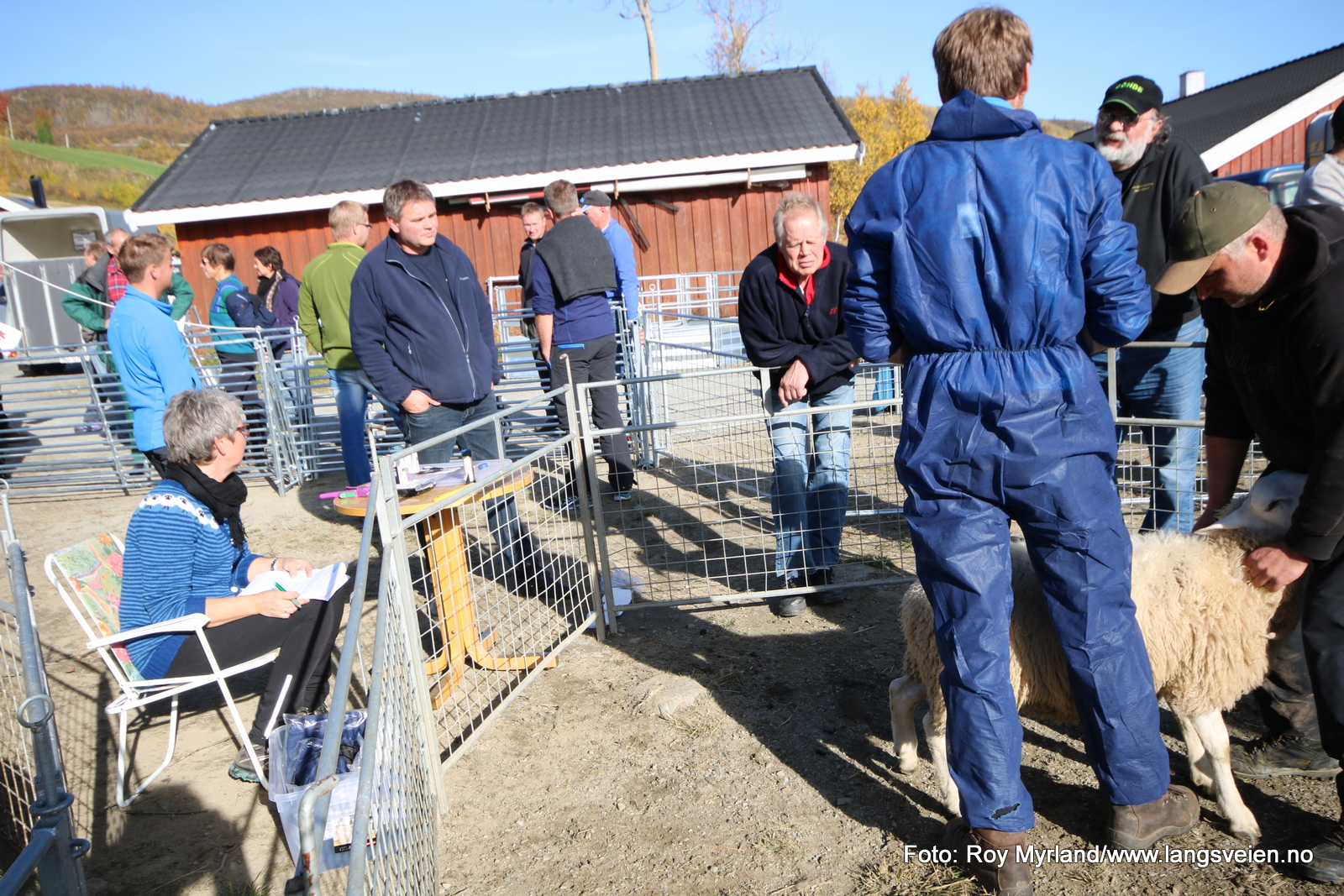 19 sauedag værkåring grønolen valdres landbruk værlam bordercollie Beitostølen Foto:Roy Myrland