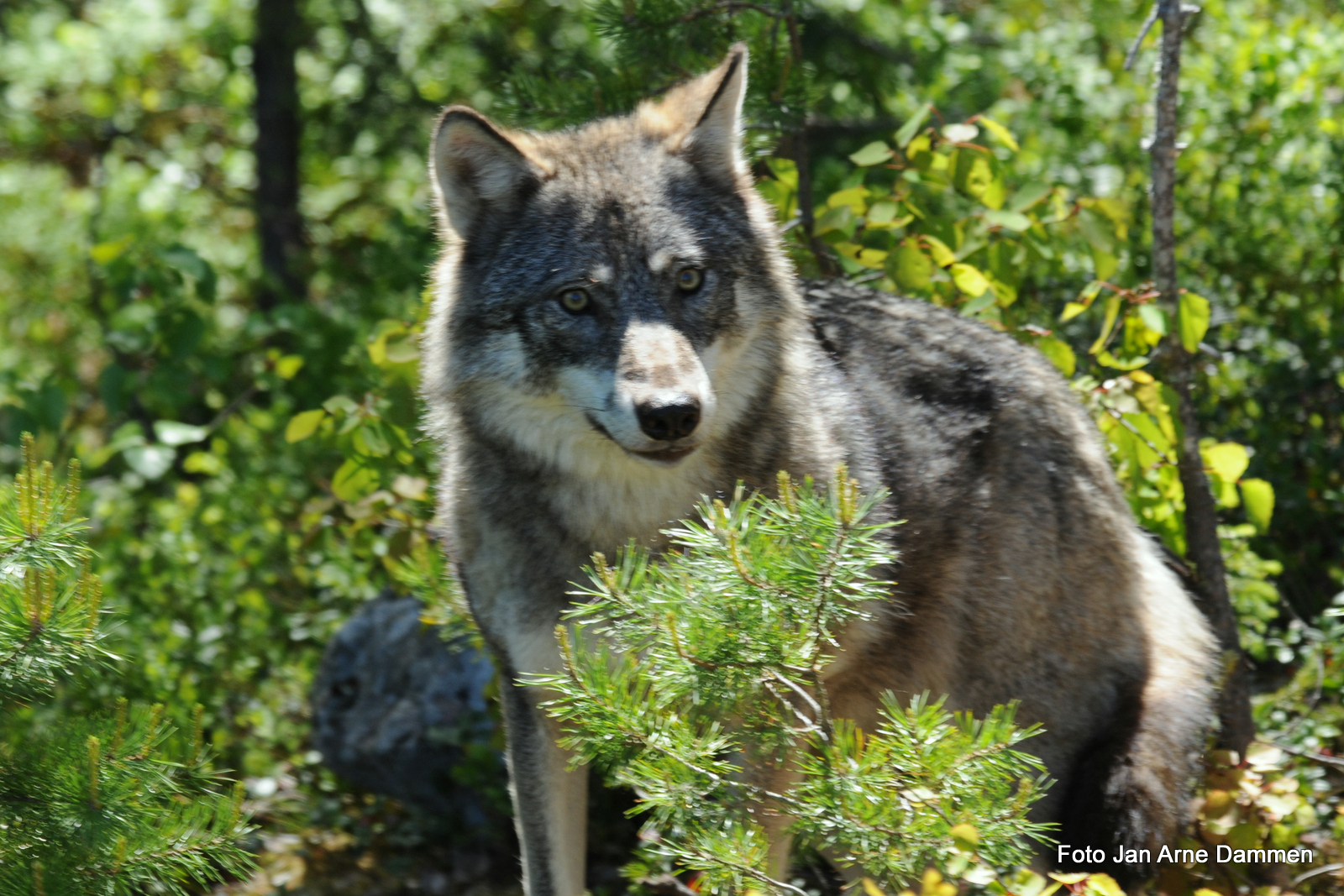 Radiomerking av ulv løser ikke skogeiernes, sauebøndenes og jegernes problemer. Foto Jan Arne Dammen