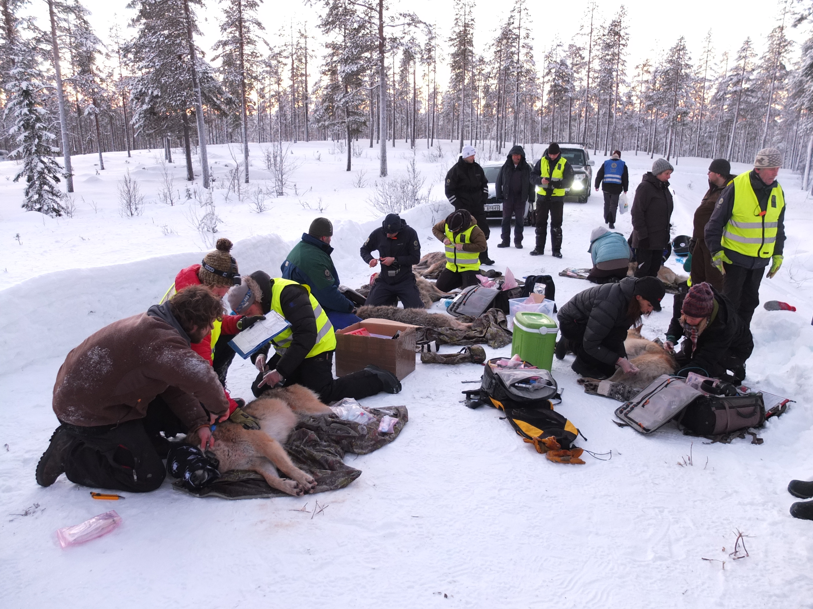 Søndag 15. januar ble seks ulver i Osdalsreviret merket. Foto: Lars Gangås, Statens naturoppsyn/Miljødirektoratet