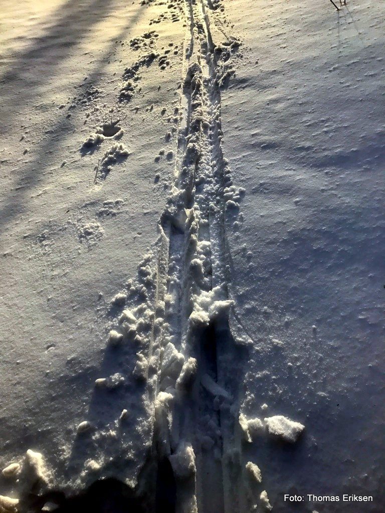 Et skispor som går ut i den hvite og urørte verdenen i bleik vintersol. Foto Thomas Eriksen
