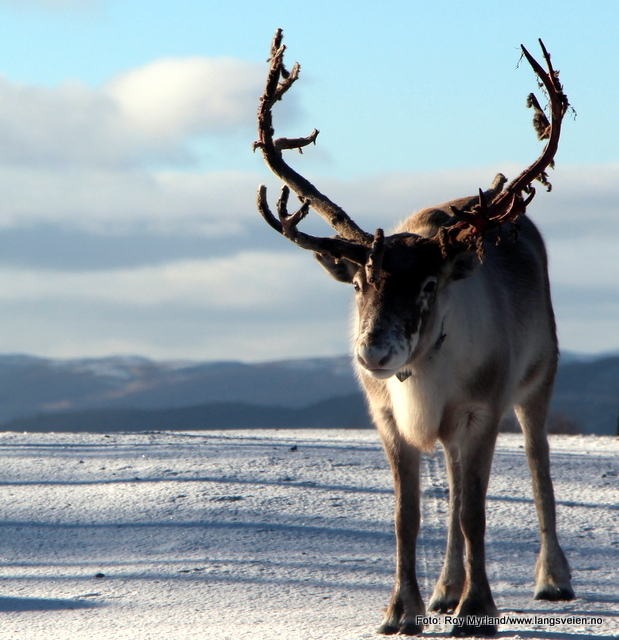 Reinsdyr Fjellheim Langedrag natur og kulturpark Numedal Nesbyen hallingdal Foto Roy Myrland