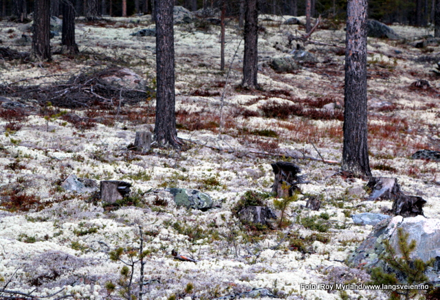 Tyrirøtter Kvitkrull Reinlav Reinsdyrmose Foto Roy Myrland