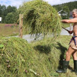 Ting faller på plass i høyonna i Valdres.