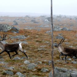 Gjende Gjendebåten med Foto Jan Arne Dammen Valdres Valdresflye Vågå Oppland Besseggen