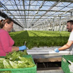 Justyna An Kupczyk og Bartolomiej Kurzac høster salat for levring til BAMA fra Berge Godt og Grønt. Foto: Innovasjonspris -Olav Nordheim