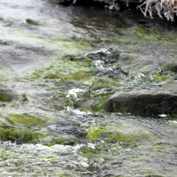 Rimet henger på bekkekanten, men fortsatt sildrer og renner bekken på sin vei mot Drammensfjorden