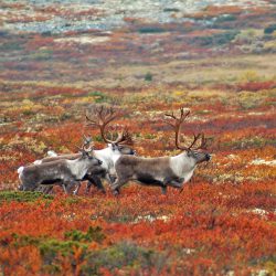 Villreinjegere Reinsdyr foto; k. Hansen Villreinjakt natur Rondane sør