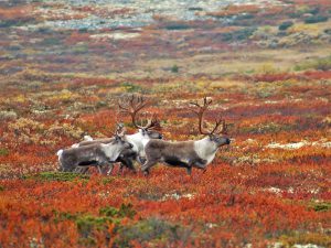 Villreinjegere Reinsdyr foto; k. Hansen Villreinjakt natur Rondane sør