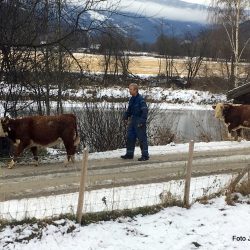 Kalvene som ble slengt ut av bilen greide seg utrolig nok bra. Foto Jan Arne Dammen