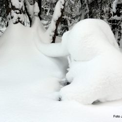 Hvite elefanter foto Jan arne dammen