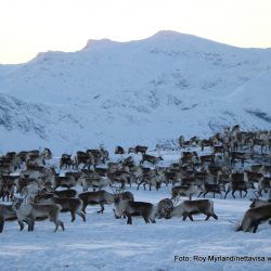 Reinsdyr Valdres Fram Tamrein Beitostølen Øystre-Slidre Nasjonal Turistvei Langsveien.no foto Roy Myrland