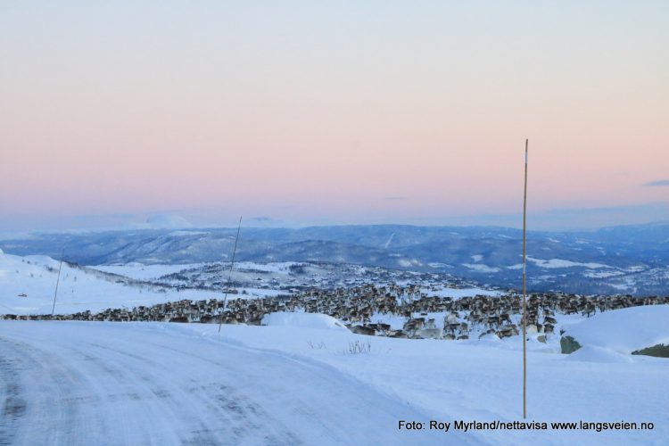 Reinsdyr Valdres Fram Tamrein Beitostølen Øystre-Slidre Nasjonal Turistvei Langsveien.no foto Roy Myrland