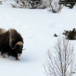 Moskus på vinterbeite Foto Jan Arne Dammen