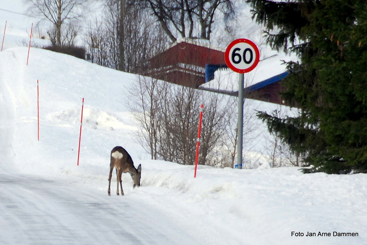 Som levende fareskilt rusler de langs veien. Foto Jan Arne Dammen