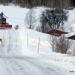 Se opp for rådyr Foto Jan Arne Dammen