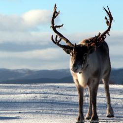 Tidligere artikler merket "Reinsdyr"