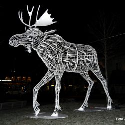 hELGE er fredet fra tidlig i november, men for skogens konge blir det nå elgjakt til 23. desember Foto Jan Arne Dammen