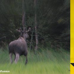 Viltbåndet er en del av den pågående kampanjen "Vilt på ville veier". Foto Jan Arne Dammen