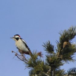 Flaggspetten sitter midt i matfatet og følger med. Foto Jan Arne Dammen