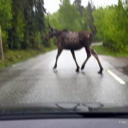 Dyret kommer brått. Varselskiltet varsler en reell fare. Det at du ikke har møtt vilt på ville veier på lang tid, gir ingen trygghet, men heller økt sannsynlighet for at det er din tur. Foto Jan Arne Dammen