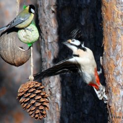 Det er lange tradisjoner med mating av fugl i Norge Foto Jan Arne Dammen