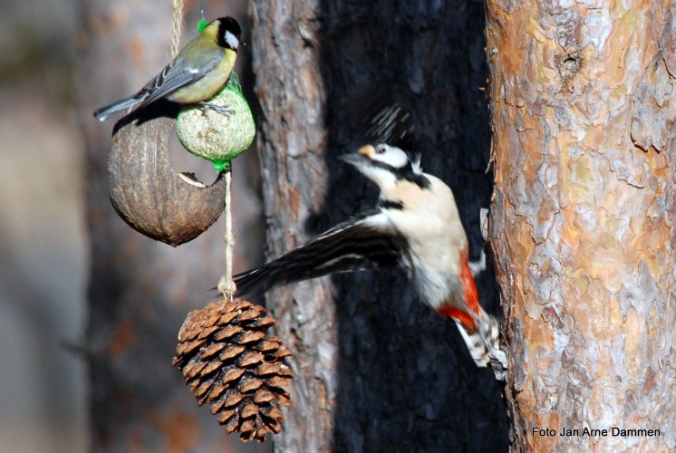 Det er lange tradisjoner med mating av fugl i Norge Foto Jan Arne Dammen