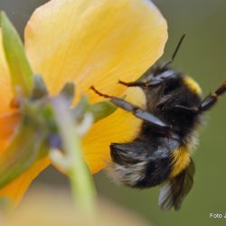 Milde vintre for skylden for tidlig pollensesong Foto Jan Arne Dammen
