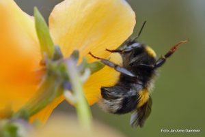 Milde vintre for skylden for tidlig pollensesong Foto Jan Arne Dammen