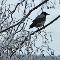 Bjørkepollespredningen er forventet å starte i slutten av april som vanlig. Foto Jan Arne Dammen