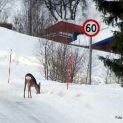 Viltet kan trekke ned mot veiene, blant annet for å slikke salt i veibanen. Foto Jan Arne Dammen