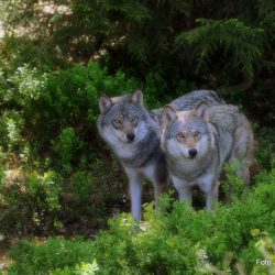 Ulvebestanden skal overvåkes utover vinteren Foto Jan Arne Dammen