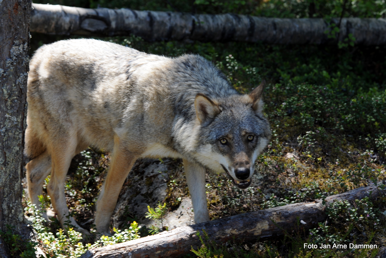 Radiomerking av ulv løser ikke skogeiernes, sauebøndenes og jegernes problemer. Foto Jan Arne Dammen