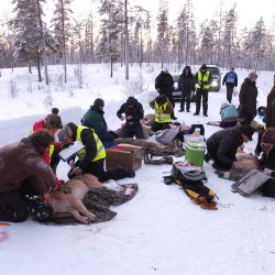 Søndag 15. januar ble seks ulver i Osdalsreviret merket. Foto: Lars Gangås, Statens naturoppsyn/Miljødirektoratet
