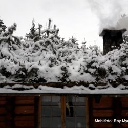 torvtak med skog trær furutre pipe