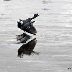 Linerla er klar for komme seg ut på sjekker`n. Foto Jan Arne Dammen