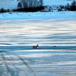 Hver mann si bikkje Båndtvang Snørekjøring hund Vitenskapskomiteen for mattrygghet foto roy myrland