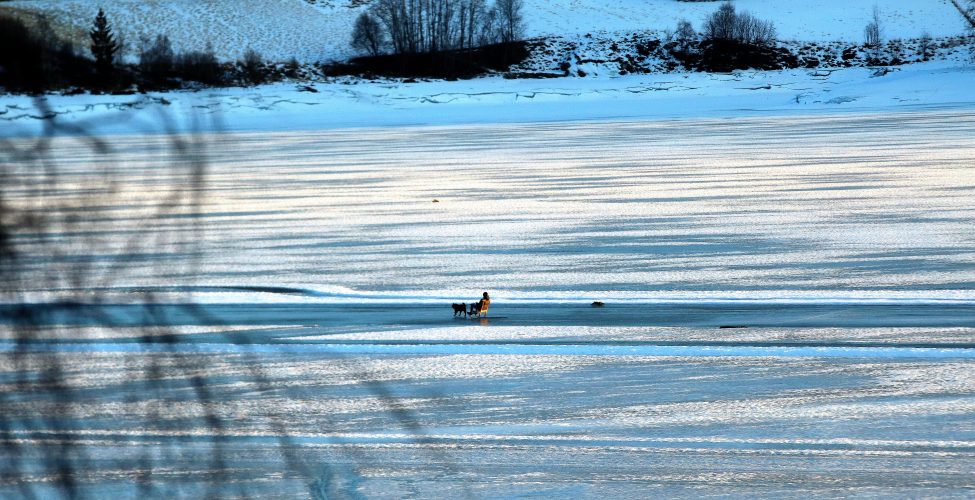 Hver mann si bikkje Båndtvang Snørekjøring hund Vitenskapskomiteen for mattrygghet foto roy myrland