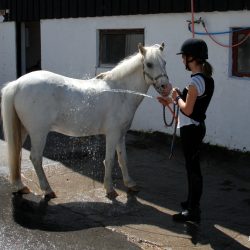 Pondus som får seg en velfortjent dusj av Andrine etter turen ved Drammen Ridesenter. Foto Jan Arne Dammen