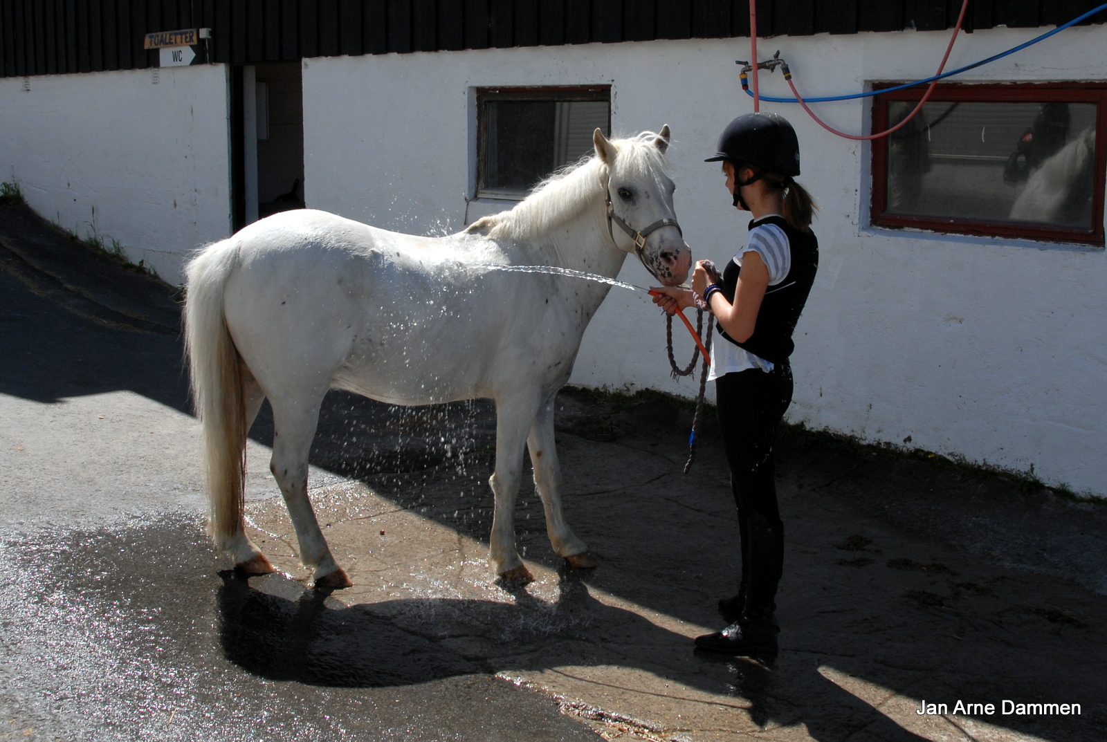 Pondus får seg en velfortjent dusj av Andrine etter turen ved Drammen Ridesenter. Foto Jan Arne Dammen