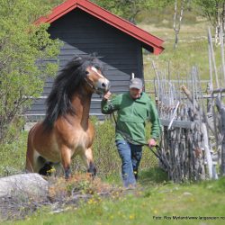 Årets hingst i hestefølget på Lenningen er 3 åringen Grims Eirik, som eies av Knut Flaget fra Hemsedal