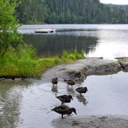 På Stordammen var det 17.8 grader og endene hadde stranda for seg selv. Foto Jan Arne Dammen