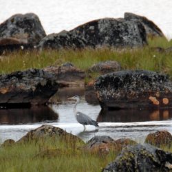 Gråhegre på fisketur - Bildeserie