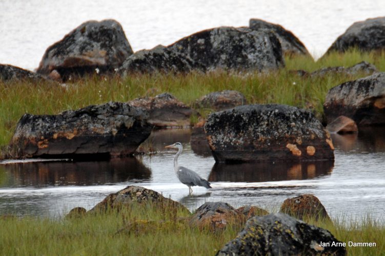 Gråhegre på fisketur - Bildeserie