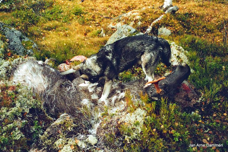 Jämthunden Bamses siste elgfall - Elgjakta er i full gang
