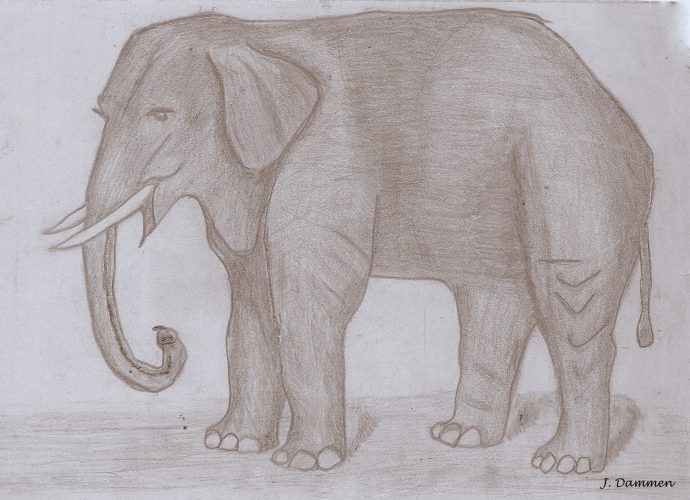 Elefant på panseret