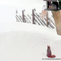 Ekorn Ikødn forbrett Valdres Skrautvål Kjørlibrøtin Foto Roy Myrland nettavisa www.langsveien.no