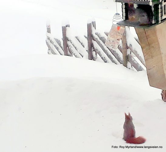 Ekorn Ikødn forbrett Valdres Skrautvål Kjørlibrøtin Foto Roy Myrland nettavisa www.langsveien.no