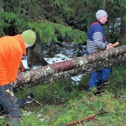 Fra skog til vegg 2018 - spennende kurs