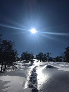 Våren vårsol spor i snøen furu klar himmel vårhimmel solskinn